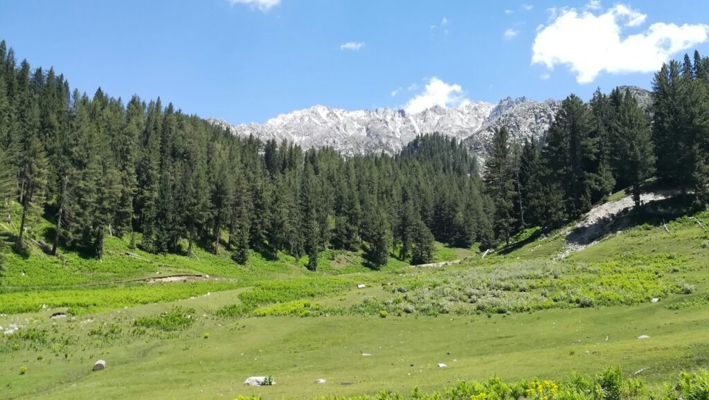 Kumrat Valley pine forest and meadow, Upper Dir