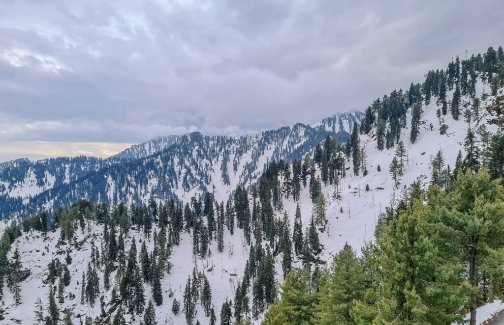 Snow covered pine forest at Malam Jabba