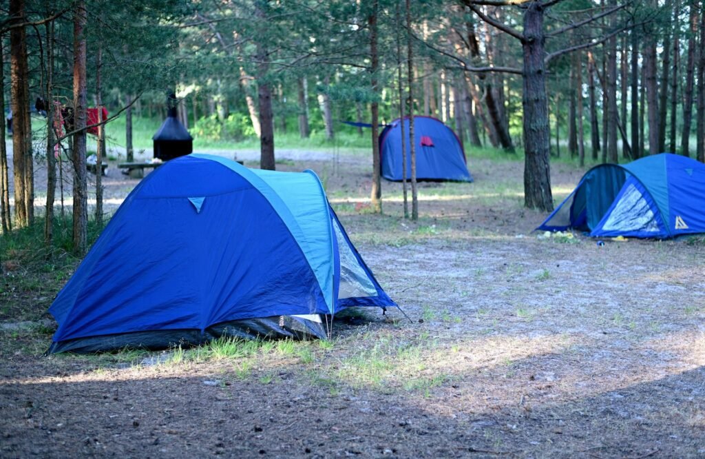 Camping tents in a pine forest