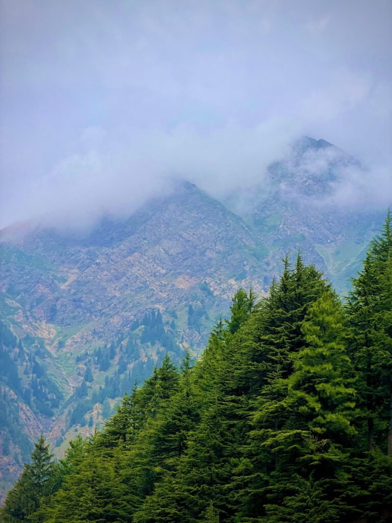 Pine forest and mountains in Kaghan Valley