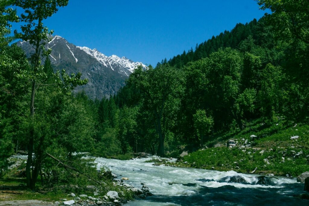 Swat Valley river and pine forest, Khyber Pakhtunkhwa